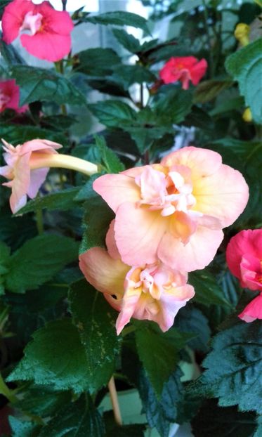  - ACHIMENES 07 25 2085 Colectie