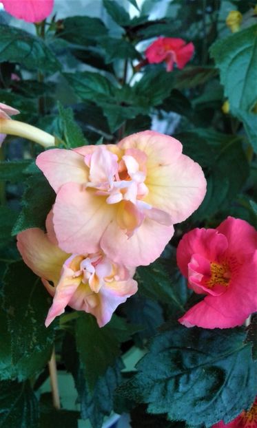  - ACHIMENES 07 25 2085 Colectie