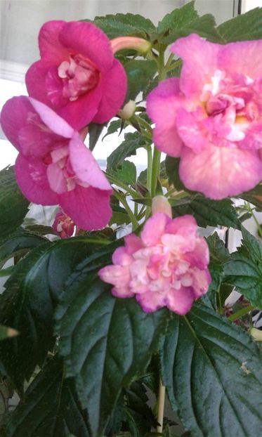  - ACHIMENES 07 25 2085 Colectie