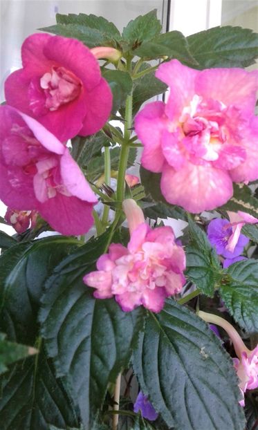  - ACHIMENES 07 25 2085 Colectie