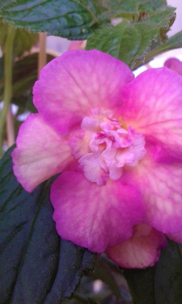  - ACHIMENES 07 25 2085 Colectie