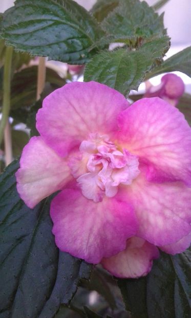  - ACHIMENES 07 25 2085 Colectie