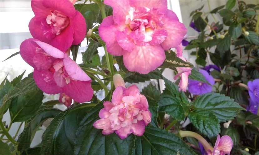  - ACHIMENES 07 25 2085 Colectie