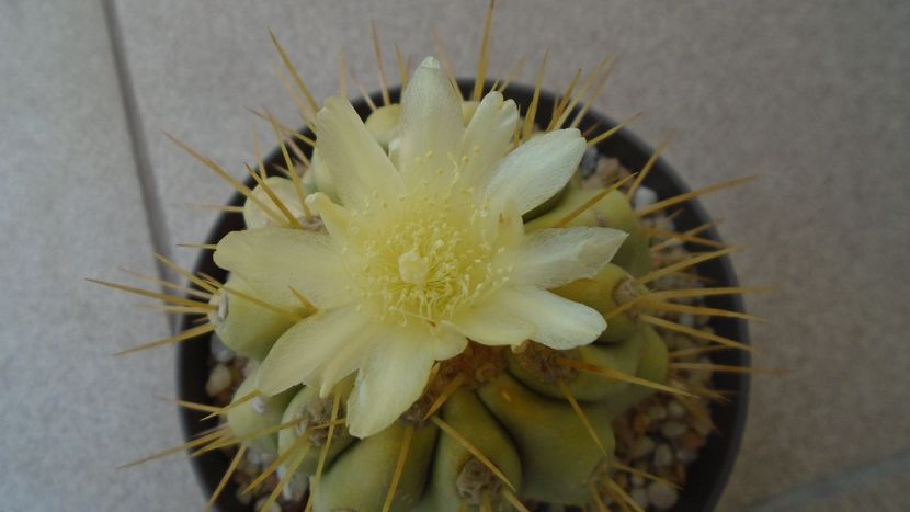 Copiapoa haseltoniana - Cactusi 2020 evolutie vara