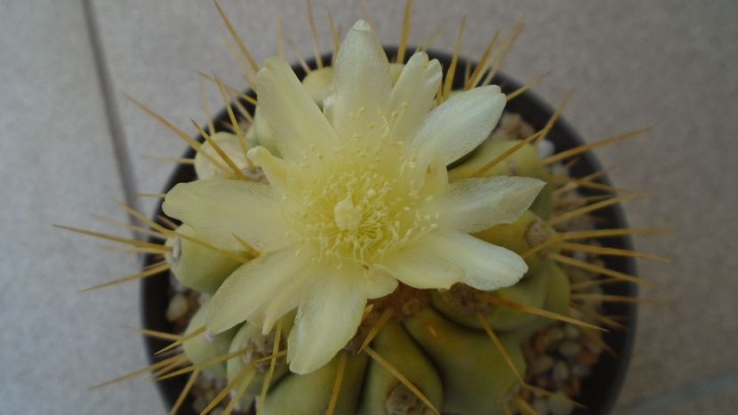 Copiapoa haseltoniana - Cactusi 2020 evolutie vara
