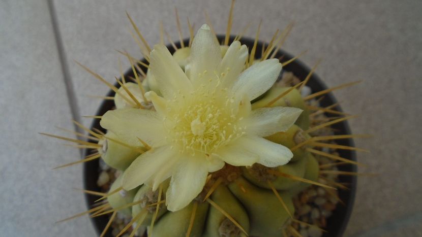 Copiapoa haseltoniana - Cactusi 2020 evolutie vara
