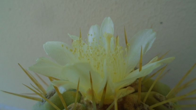 Copiapoa haseltoniana - Cactusi 2020 evolutie vara