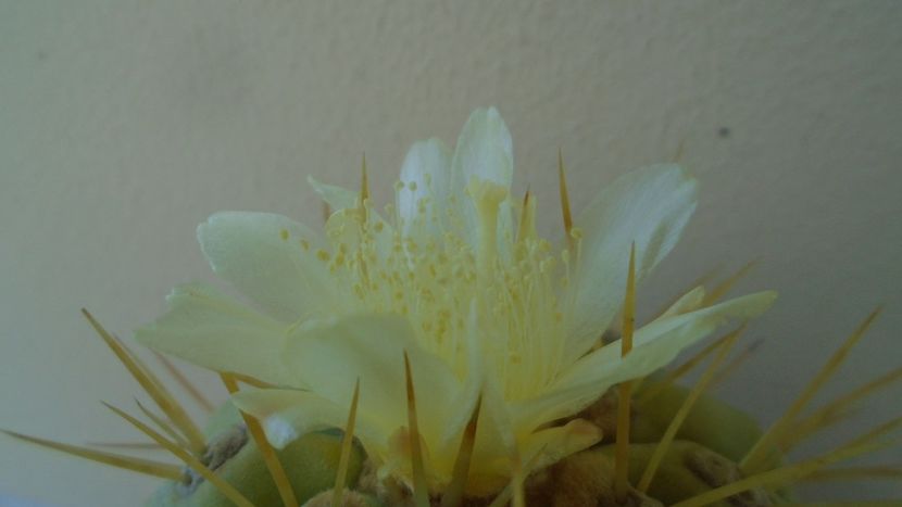 Copiapoa haseltoniana - Cactusi 2020 evolutie vara