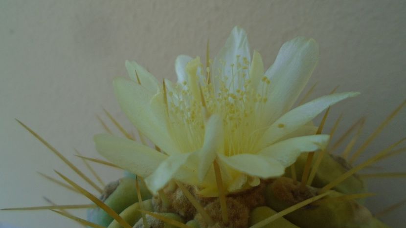 Copiapoa haseltoniana - Cactusi 2020 evolutie vara