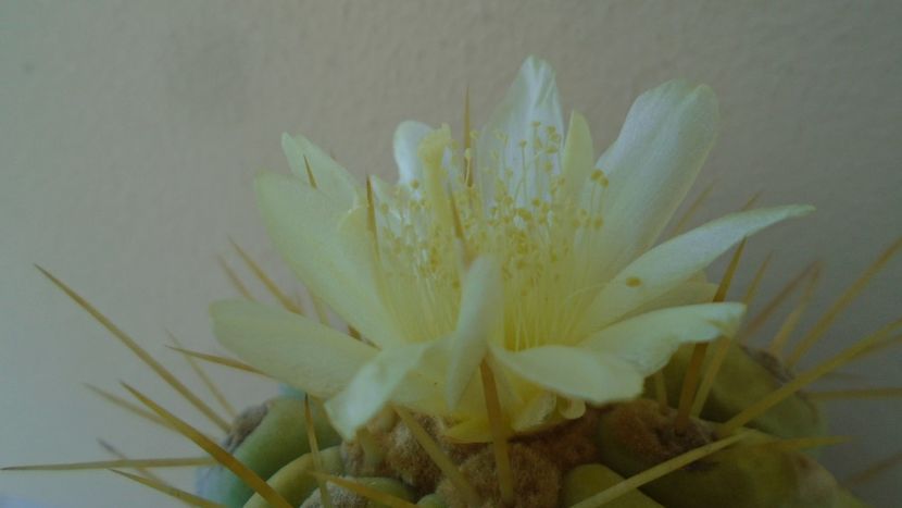 Copiapoa haseltoniana - Cactusi 2020 evolutie vara