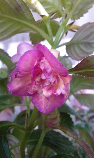  - ACHIMENES 07 25 2085 Colectie