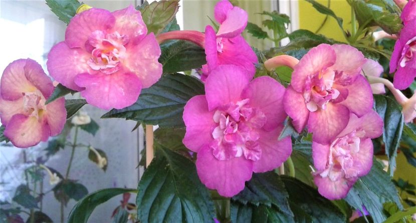  - ACHIMENES 07 25 2085 Colectie
