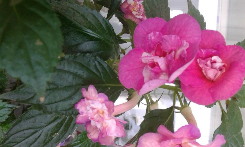  - ACHIMENES 07 25 2085 Colectie
