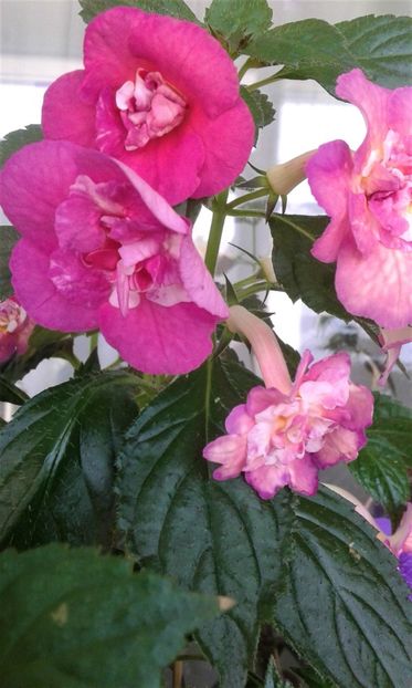  - ACHIMENES 07 25 2085 Colectie