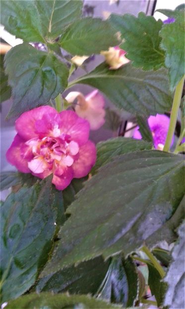  - ACHIMENES 07 25 2085 Colectie