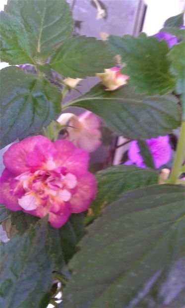  - ACHIMENES 07 25 2085 Colectie