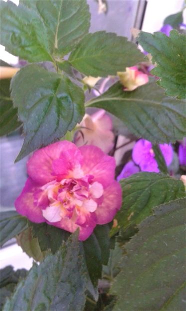 unu dintre cei mai frumosi achi 8/1 - ACHIMENES 07 25 2085 Colectie