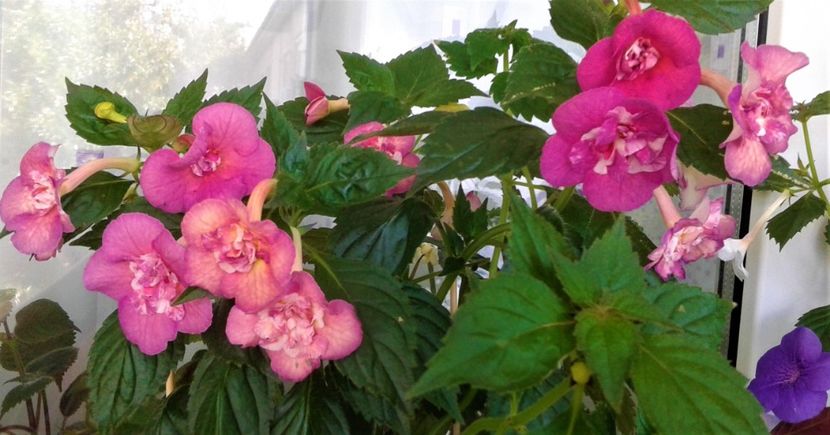  - ACHIMENES 07 25 2085 Colectie