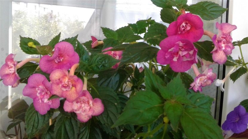  - ACHIMENES 07 25 2085 Colectie