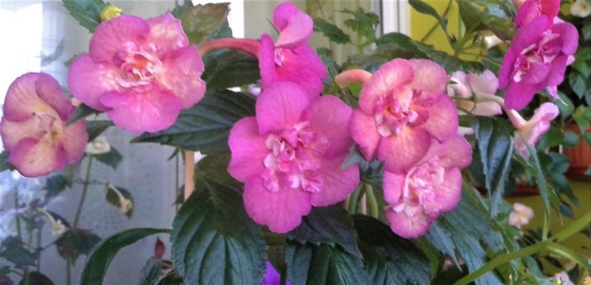  - ACHIMENES 07 25 2085 Colectie