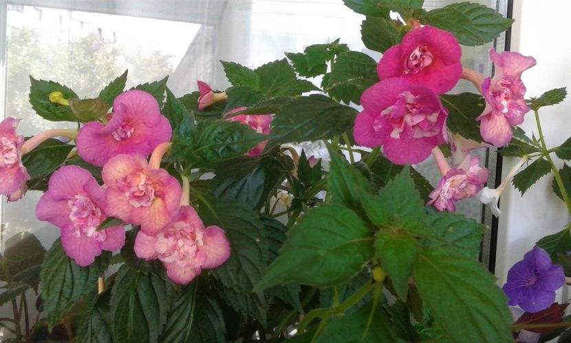  - ACHIMENES 07 25 2085 Colectie