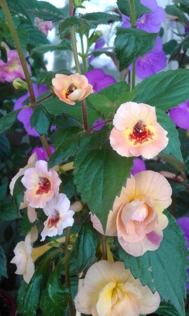  - ACHIMENES 07 25 2085 Colectie