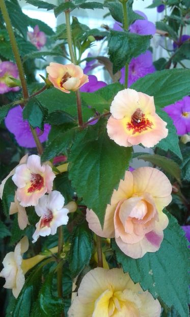  - ACHIMENES 07 25 2085 Colectie