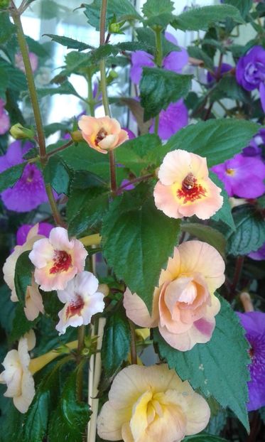  - ACHIMENES 07 25 2085 Colectie