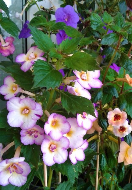  - ACHIMENES 07 25 2085 Colectie