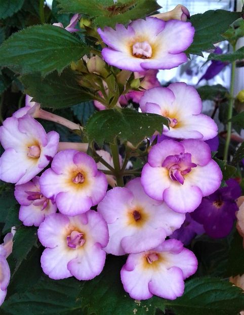  - ACHIMENES 07 25 2085 Colectie