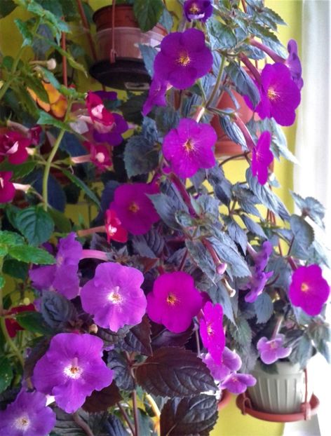  - ACHIMENES 07 25 2085 Colectie
