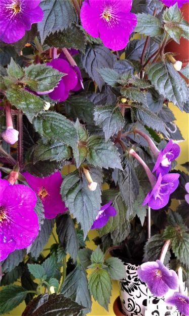  - ACHIMENES 07 25 2085 Colectie