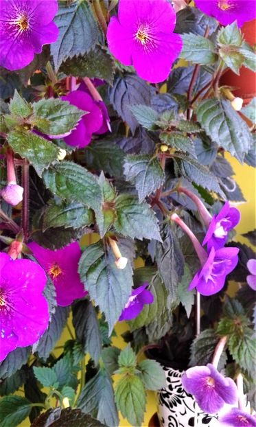  - ACHIMENES 07 25 2085 Colectie
