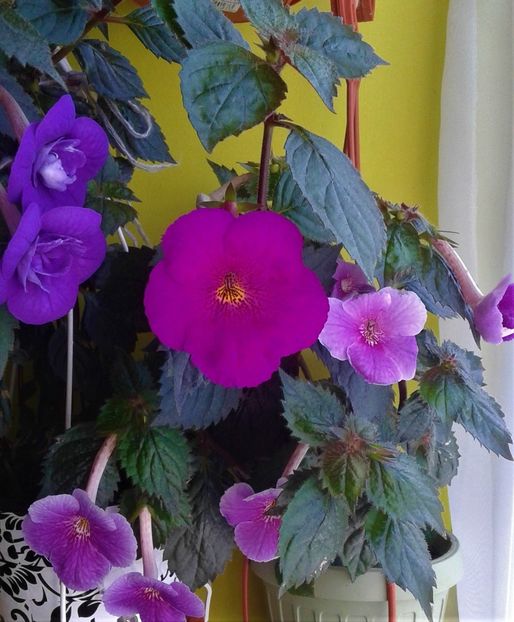  - ACHIMENES 07 25 2085 Colectie