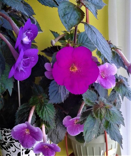  - ACHIMENES 07 25 2085 Colectie