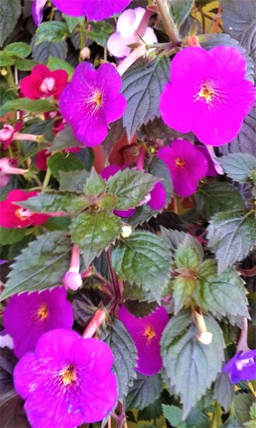  - ACHIMENES 07 25 2085 Colectie