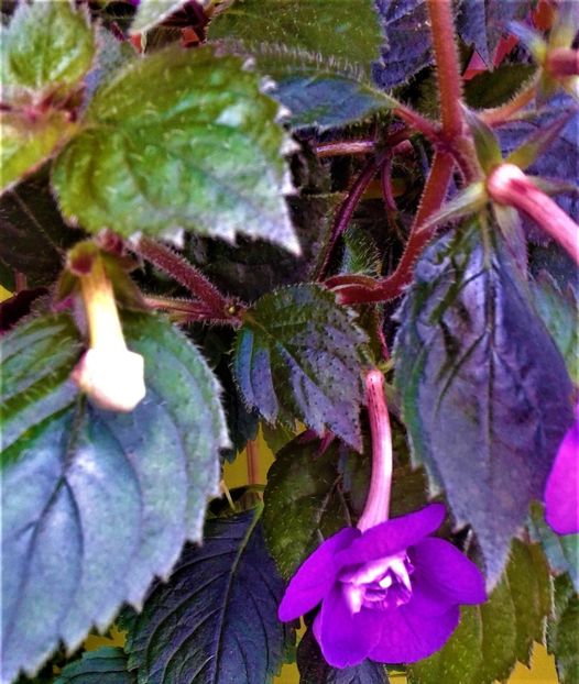  - ACHIMENES 07 25 2085 Colectie