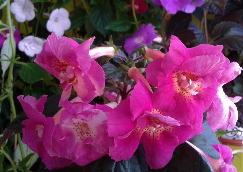  - ACHIMENES 07 25 2085 Colectie