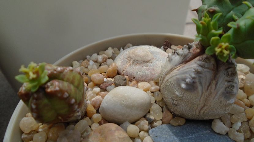 Euphorbia tubiglans - Caudiciforme - pachycaule si bulboase 2020