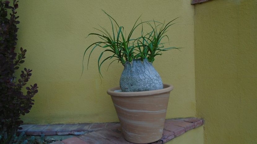 Beaucarnea recurvata - Caudiciforme - pachycaule si bulboase 2020