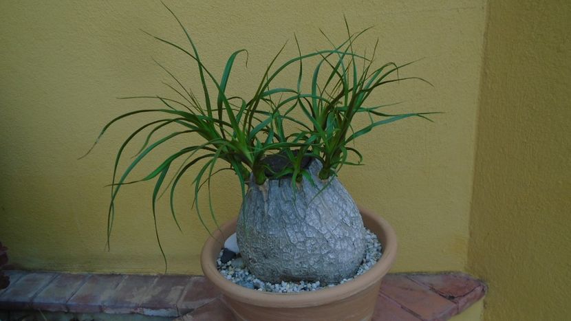 Beaucarnea recurvata - Caudiciforme - pachycaule si bulboase 2020