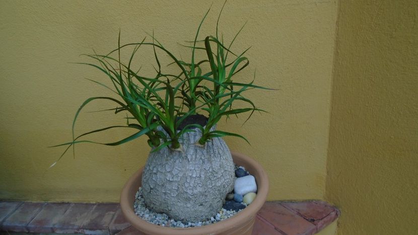 Beaucarnea recurvata - Caudiciforme - pachycaule si bulboase 2020