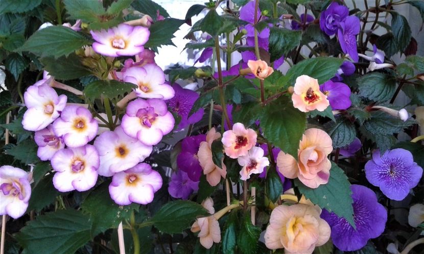  - ACHIMENES 07 25 2085 Colectie