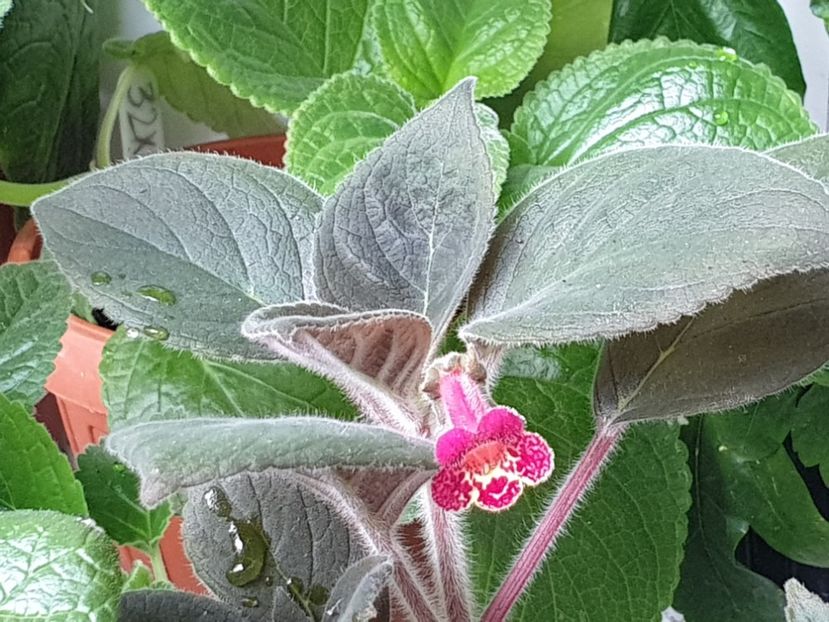 Lilla  Gubben - Kohleria