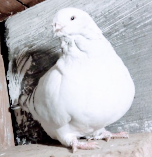  - - A - A - A - A - E N Y A 2019