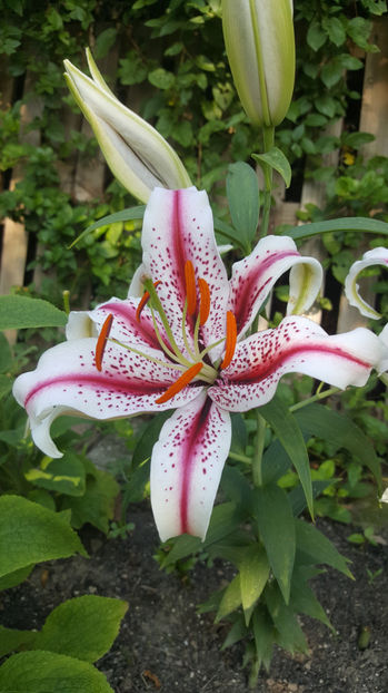 lilium orientale "Dizzy" - Gradina si terasa PrimaLuce_7-Hello 2020
