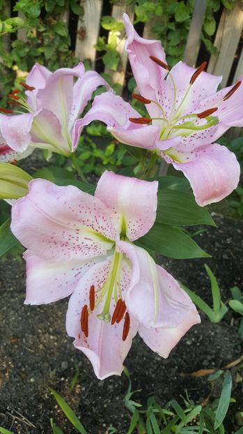 lilium orientale "Josephine" - Gradina si terasa PrimaLuce_7-Hello 2020
