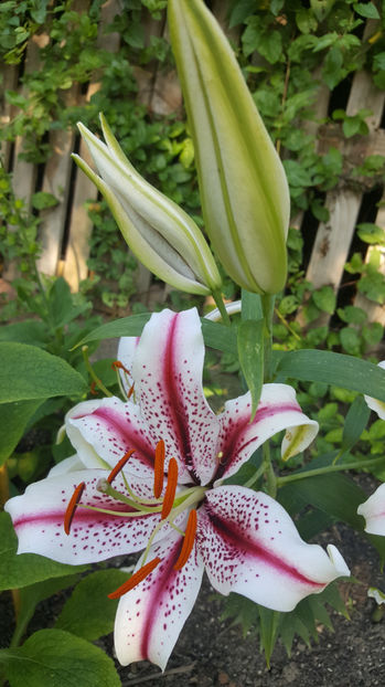lilium orientale "Dizzy" - Gradina si terasa PrimaLuce_7-Hello 2020