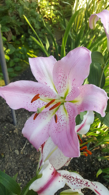 lilium orientale "Josephine" - Gradina si terasa PrimaLuce_7-Hello 2020