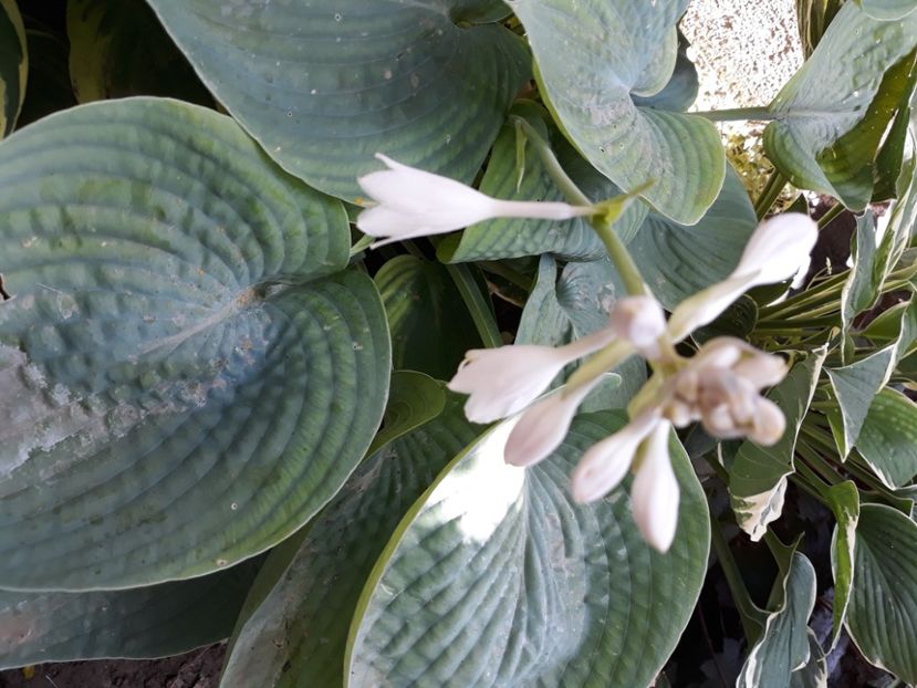  - Flori de grădină-2020